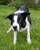 Border Collie Foto: Wo bleibt der Ball? (ID 13068) Border Collie Hund