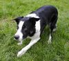 Border Collie Foto: Ilan, Kurzhaarbordercollie (ID 13089) Border Collie Hund