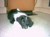 Border Collie Foto: Süsser Welpe Jimmy (ID 17971) Border Collie Hund