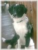 Border Collie Foto: Jimmy 3 Monate (ID 17972) Border Collie Hund