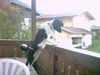Border Collie Foto: Jimmy entgeht nichts (ID 17973) Border Collie Hund