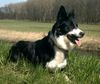 Border Collie Foto: Jackie Chan genießt die ersten schönen Frühlingstage (ID 10525) Border Collie Hund
