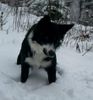 Border Collie Foto: Jackie liebt Schnee, es ist lustig darin herum zu hoppeln und damit zu graben. (ID 8081) Border Collie Hund