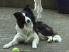 Border Collie Foto: Sancho im Winterfell (ID 31129) Border Collie Hund