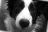 Border Collie Foto: luna (ID 27496) Border Collie Hund