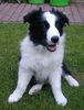 Border Collie Foto: Joy als Baby (ID 9869) Border Collie Hund