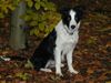 Border Collie Foto: Angel of Joy the dog by my side mit 5,5 Monaten (ID 7318) Border Collie Hund