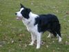 Border Collie Foto: Joy im Alter von 9 Monaten (ID 9644) Border Collie Hund