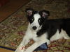 Border Collie Foto: Kessy mit 4 Monaten (ID 31308) Border Collie Hund