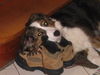 Border Collie Foto: Border Collie Kira (ID 30370) Border Collie Hund