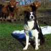 Border Collie Foto (ID 37202) Border Collie Hund