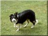Border Collie Foto: Brains 'n Beauty Jean D' Arc - called Kyla (ID 5446) Border Collie Hund