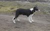 Border Collie Foto: Brains 'n Beauty Jean D'Arc (ID 2835) Border Collie Hund