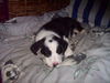 Border Collie Foto: Sammy mit 8 wochen (ID 31652) Border Collie Hund