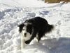 Border Collie Foto: Lady (ID 2425) Border Collie Hund