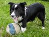 Border Collie Foto: Wer spielt mit mir? (ID 13069) Border Collie Hund