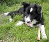 Border Collie Foto: Larry von den Buschchaoten (ID 13090) Border Collie Hund