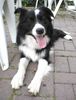 Border Collie Foto: Larry von den Buschchaoten (ID 13091) Border Collie Hund