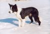 Border Collie Foto: Linus im Schnee (ID 10139) Border Collie Hund
