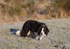 Border Collie Foto: Lucie 3 Jahre beim fixieren (eye) (ID 18515) Border Collie Hund