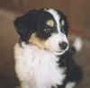 Border Collie Foto: Lucky mit 12 Wochen (Mutter:russ.Hirtenhund;Vater:Border-Collie (ID 23074) Border Collie Hund