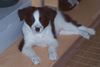 Border Collie Foto: Luke (ID 33841) Border Collie Hund