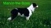 Border Collie Foto: Marvin the Boss (ID 934) Border Collie Hund