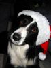Border Collie Foto: Karneval macht ja sooo viel Spaß (ID 21254) Border Collie Hund