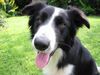 Border Collie Foto: das ist unser Schönster (ID 21253) Border Collie Hund