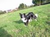 Border Collie Foto: wann kommt der Ball endlich? (ID 21255) Border Collie Hund