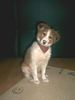 Border Collie Foto: Akimo als babybubs :-) (ID 34992) Border Collie Hund