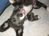 Border Collie Foto: .....unser Merlin...... (ID 14184) Border Collie Hund