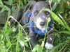 Border Collie Foto: .....unser Merlin......nochmal (ID 14185) Border Collie Hund