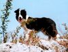 Border Collie Foto: Merlin (First Time Hero vom Birkenhof) ca. 1Jahr alt (ID 7059) Border Collie Hund