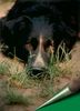 Border Collie Foto: Border-Mix Merlin (ID 13808) Border Collie Hund