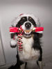 Border Collie Foto: Fröhliche Weihnachten (ID 35863) Border Collie Hund