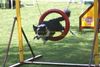 Border Collie Foto: Agility is Fun (ID 14296) Border Collie Hund