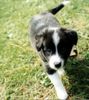 Border Collie Foto: Ornella von Borderline Country 6 Wochen alt (ID 4550) Border Collie Hund