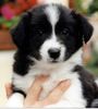 Border Collie Foto: Ist sie nicht süß mein Baby! (ID 4552) Border Collie Hund