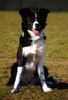Border Collie Foto: Nell, ab in die Hundeschule! (ID 4553) Border Collie Hund