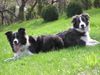 Border Collie Foto: Zu zweit waren wir stark!! Nell und Yahoo (ID 21539) Border Collie Hund