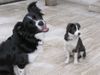 Border Collie Foto: Nell und Yahooblue (ID 14606) Border Collie Hund