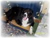 Border Collie Foto: das ist Nemo mit 1jahr (ID 22033) Border Collie Hund