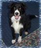 Border Collie Foto (ID 11401) Border Collie Hund