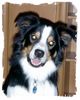 Border Collie Foto: Bitte lächeln! (ID 15725) Border Collie Hund