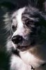 Border Collie Foto: Nevada, Blue Merle Border Collie (ID 3355) Border Collie Hund