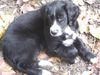 Border Collie Foto: Border-Neuf-Labrador-Münsterl-Mix-Baby (ID 25029) Border Collie Hund
