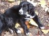 Border Collie Foto: Border-Neuf-Labrador-Münsterl-Mix-Baby (ID 25030) Border Collie Hund