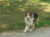 Border Collie Foto: Mein treuer Freund Cooper (ID 33281) Border Collie Hund