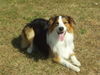 Border Collie Foto: Cooper (ID 33280) Border Collie Hund